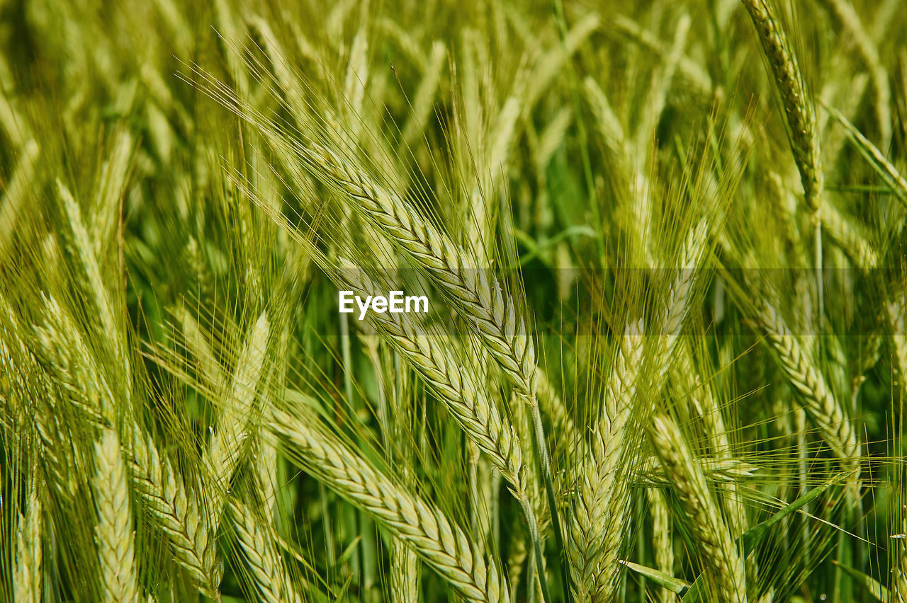 Close-up of wheat growing on field