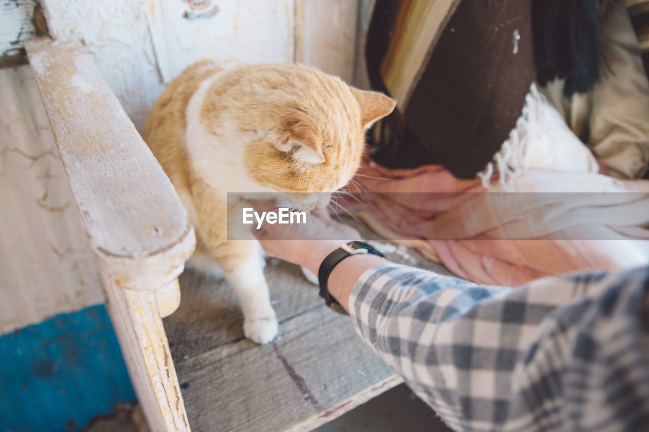 Cropped hand of woman petting cat sitting on chair at home