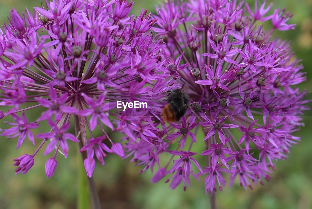 CLOSE-UP OF HONEY BEE POLLINATING ON PURPLE FLOWERING PLANT