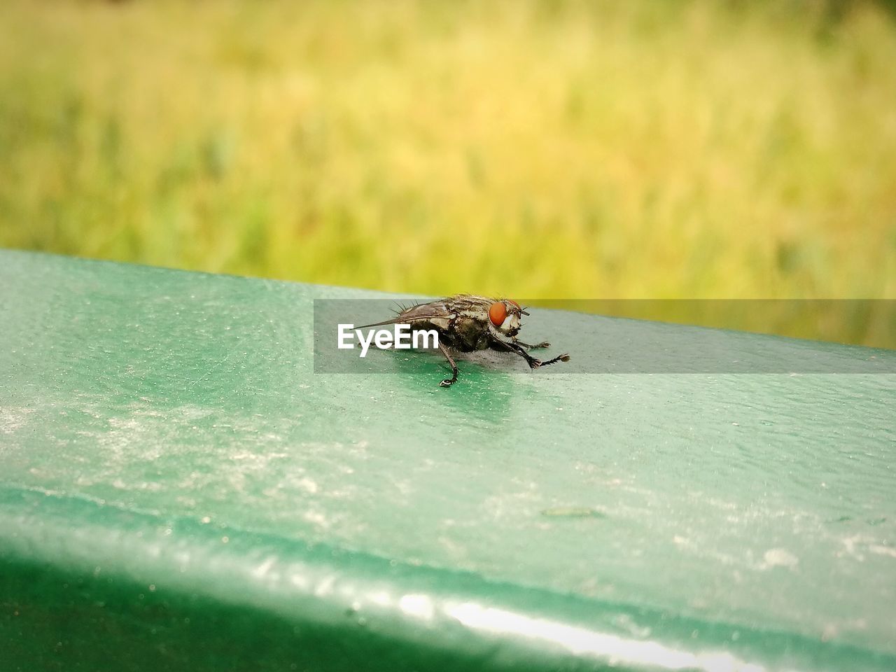 CLOSE-UP OF AN INSECT