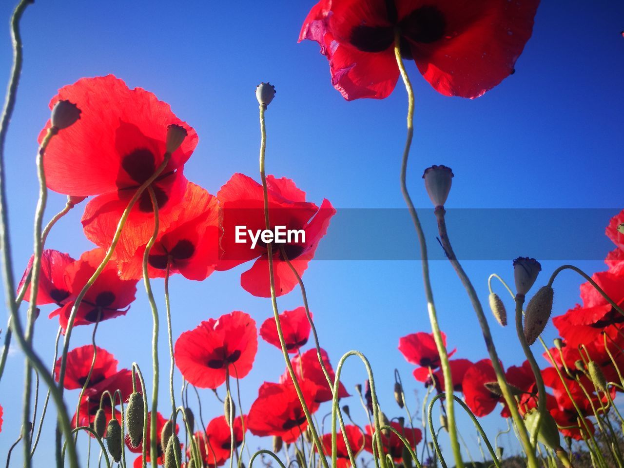 CLOSE-UP OF RED POPPIES AGAINST SKY