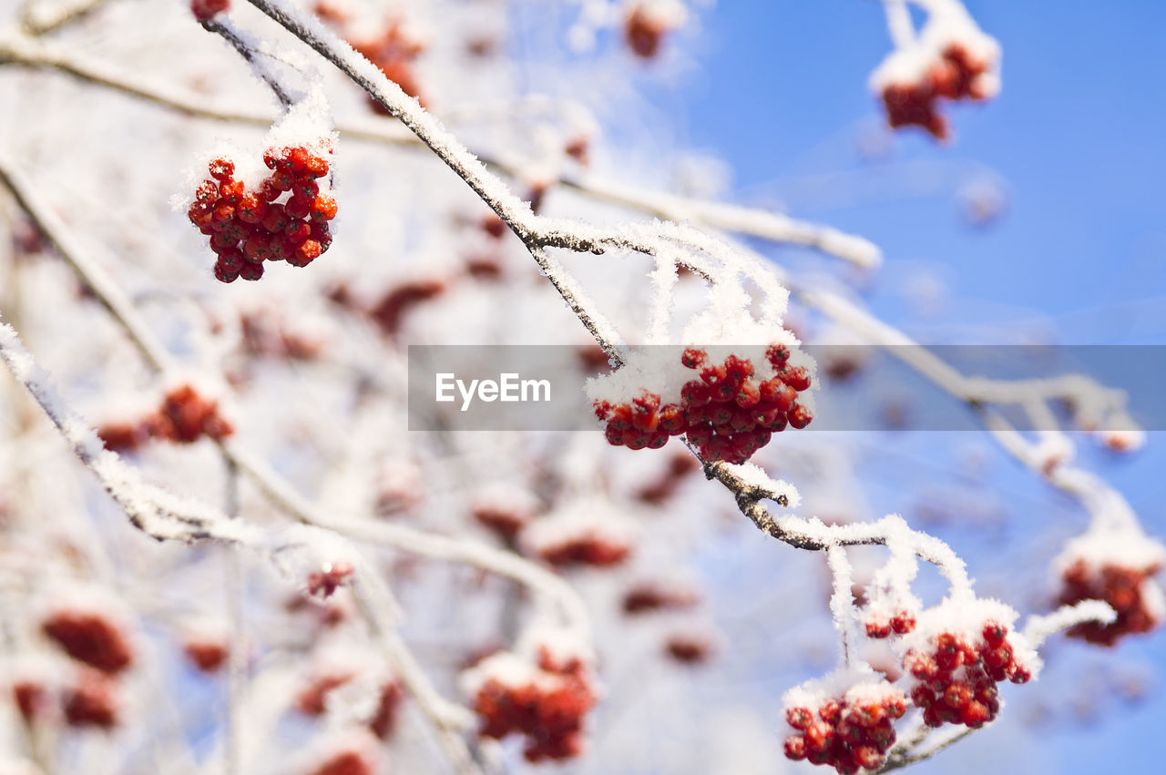 The charm of the winter cold siberian day