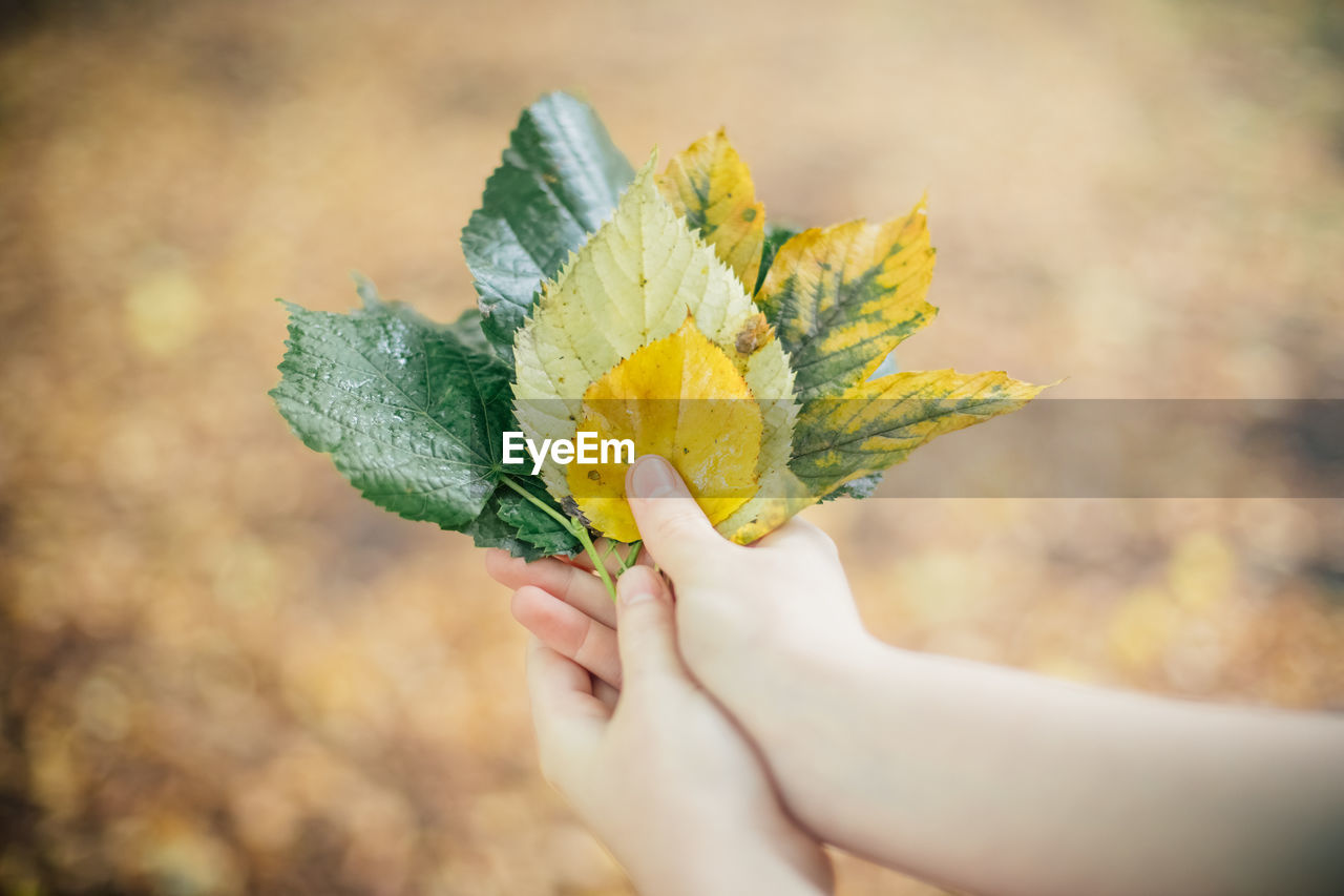 CLOSE-UP OF HAND HOLDING YELLOW ROSE PLANT