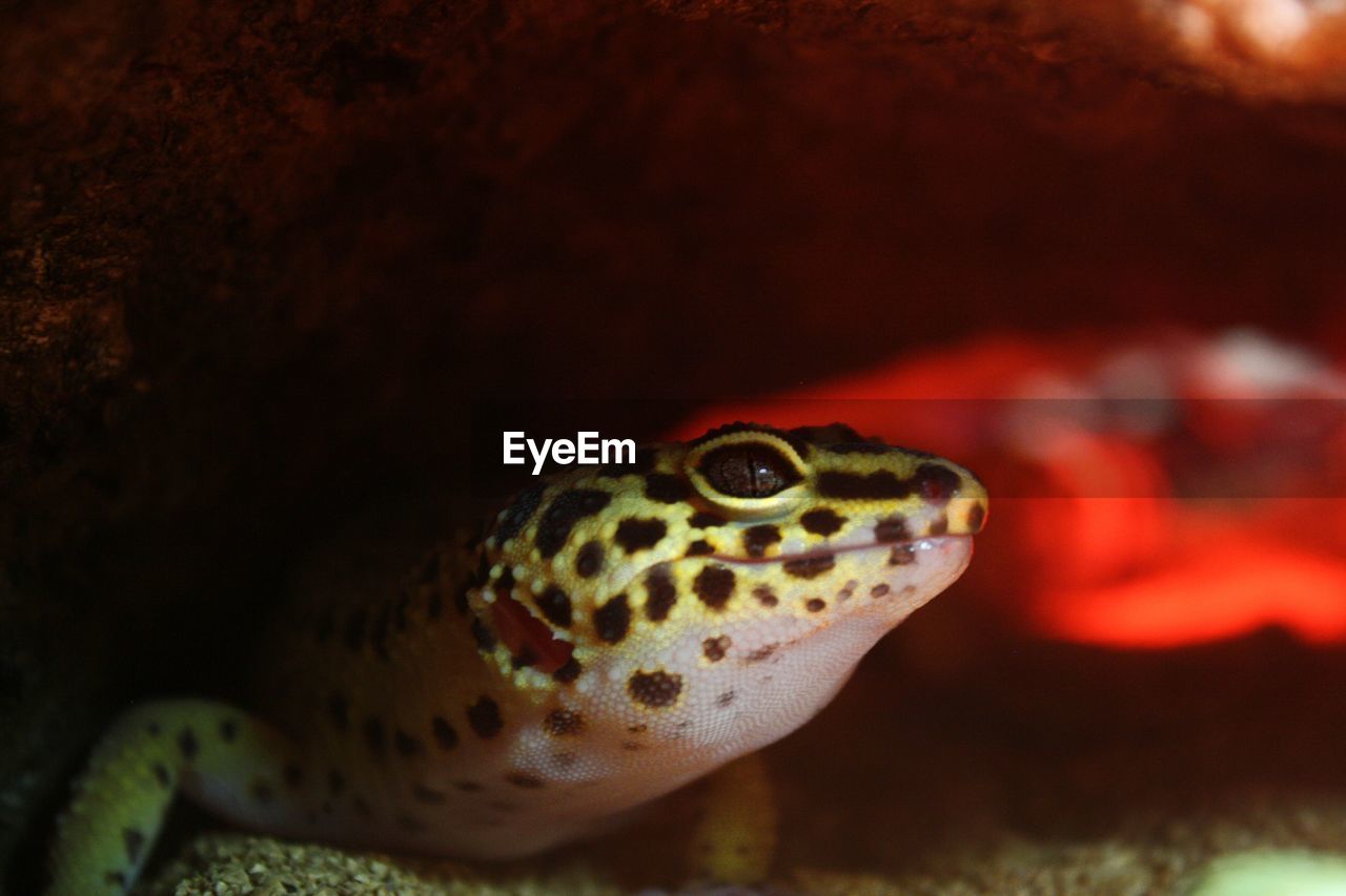 Close-up of gecko