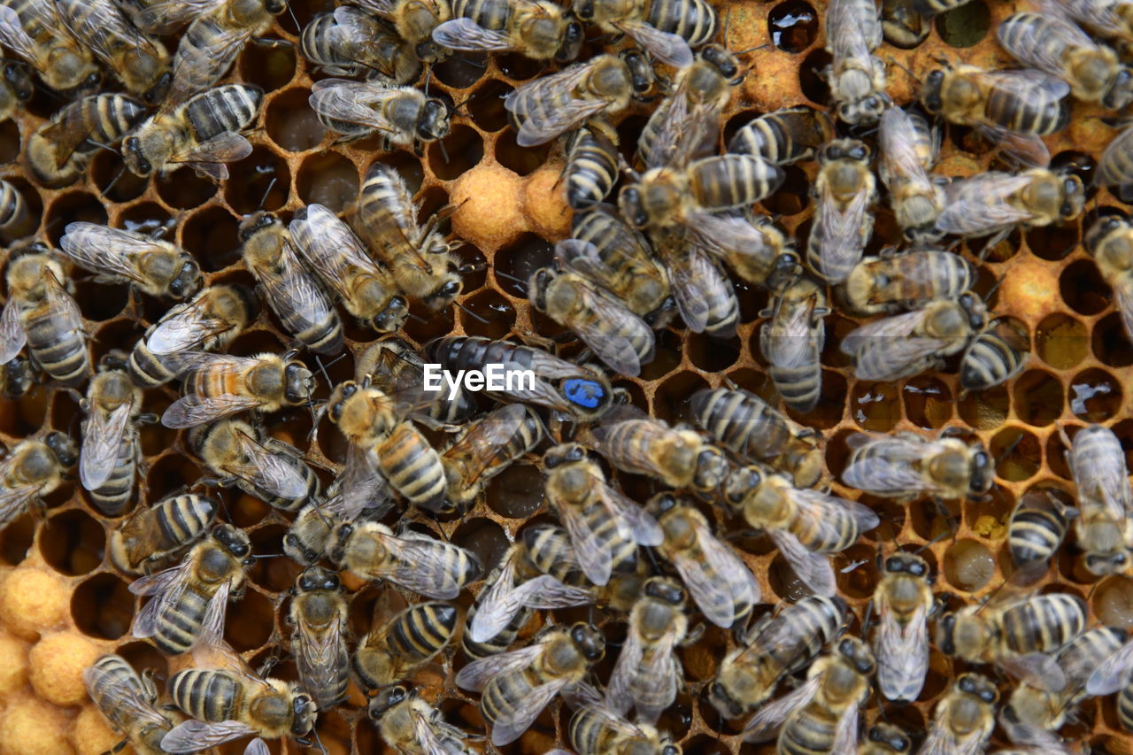 HIGH ANGLE VIEW OF BEES ON A FLOOR