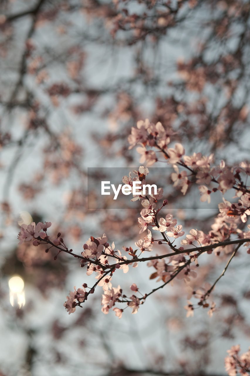 plant, tree, spring, beauty in nature, blossom, branch, flower, flowering plant, springtime, nature, fragility, freshness, growth, cherry blossom, winter, focus on foreground, no people, twig, pink, outdoors, day, close-up, almond tree, tranquility, leaf, cherry tree, selective focus, frost, botany, fruit, food and drink, produce, sky, low angle view