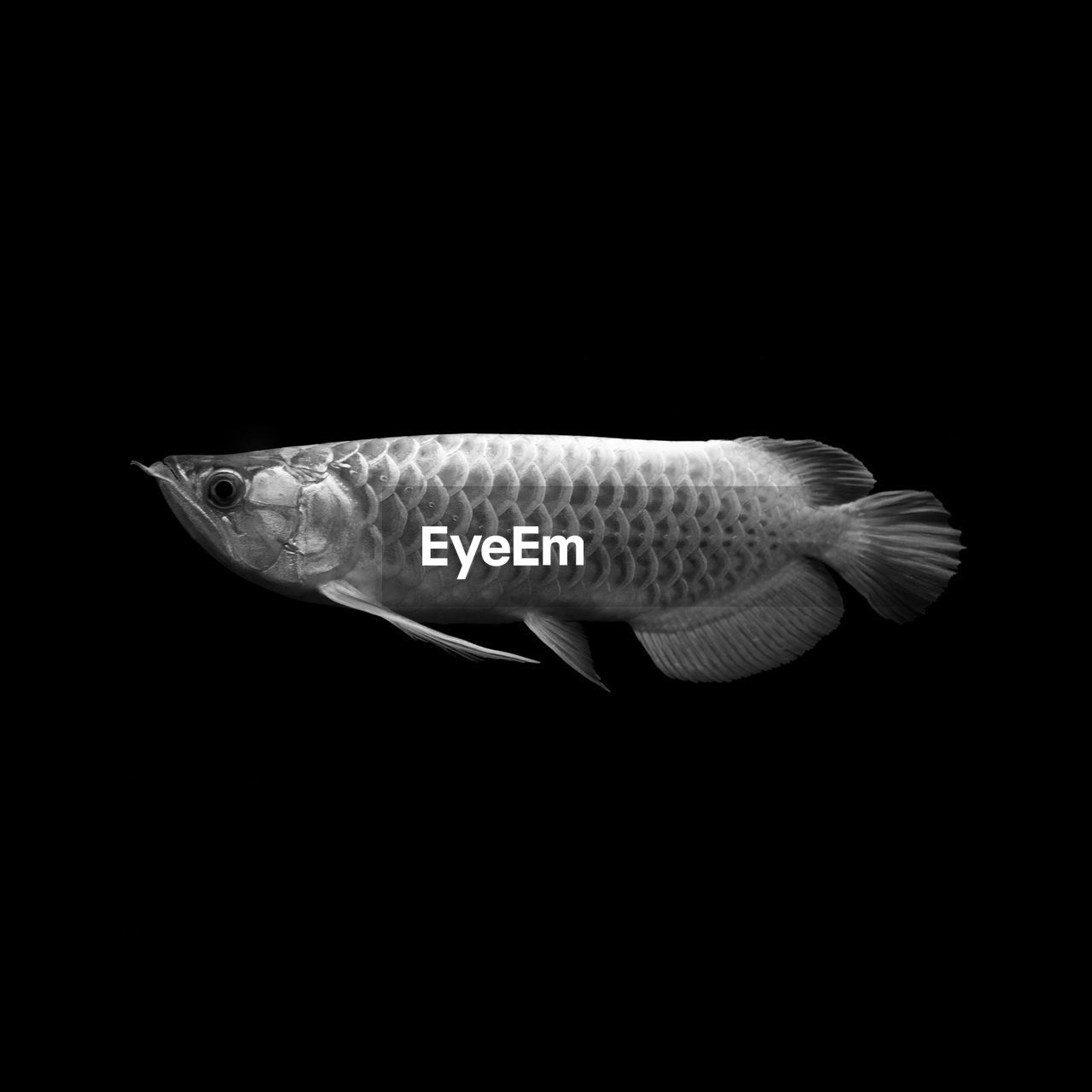 Close-up of arowana fish against black background