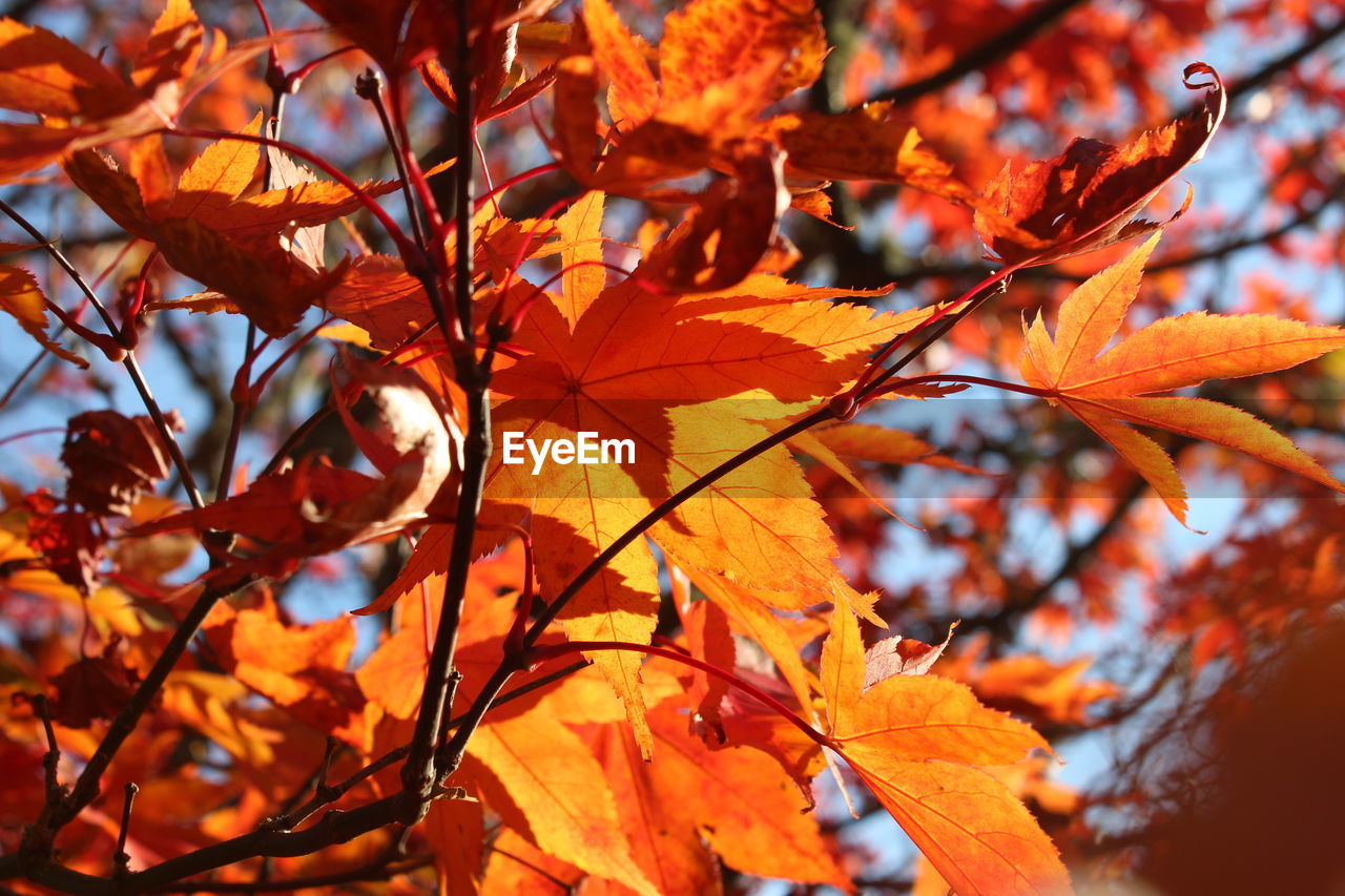 autumn, leaf, plant part, tree, orange color, nature, plant, beauty in nature, branch, maple tree, no people, day, tranquility, maple leaf, outdoors, close-up, focus on foreground, red, autumn collection, environment, sunlight, land, scenics - nature, backgrounds, sky, yellow, low angle view, growth, vibrant color, maple, natural condition, forest, selective focus