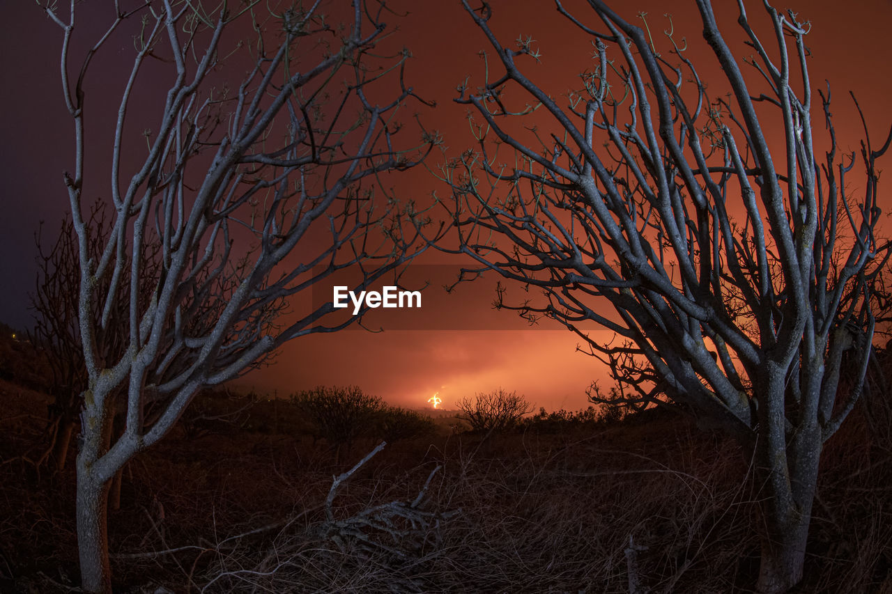 Picturesque scenery of dry leafless trees growing in forest near erupting volcano in la palma island at night