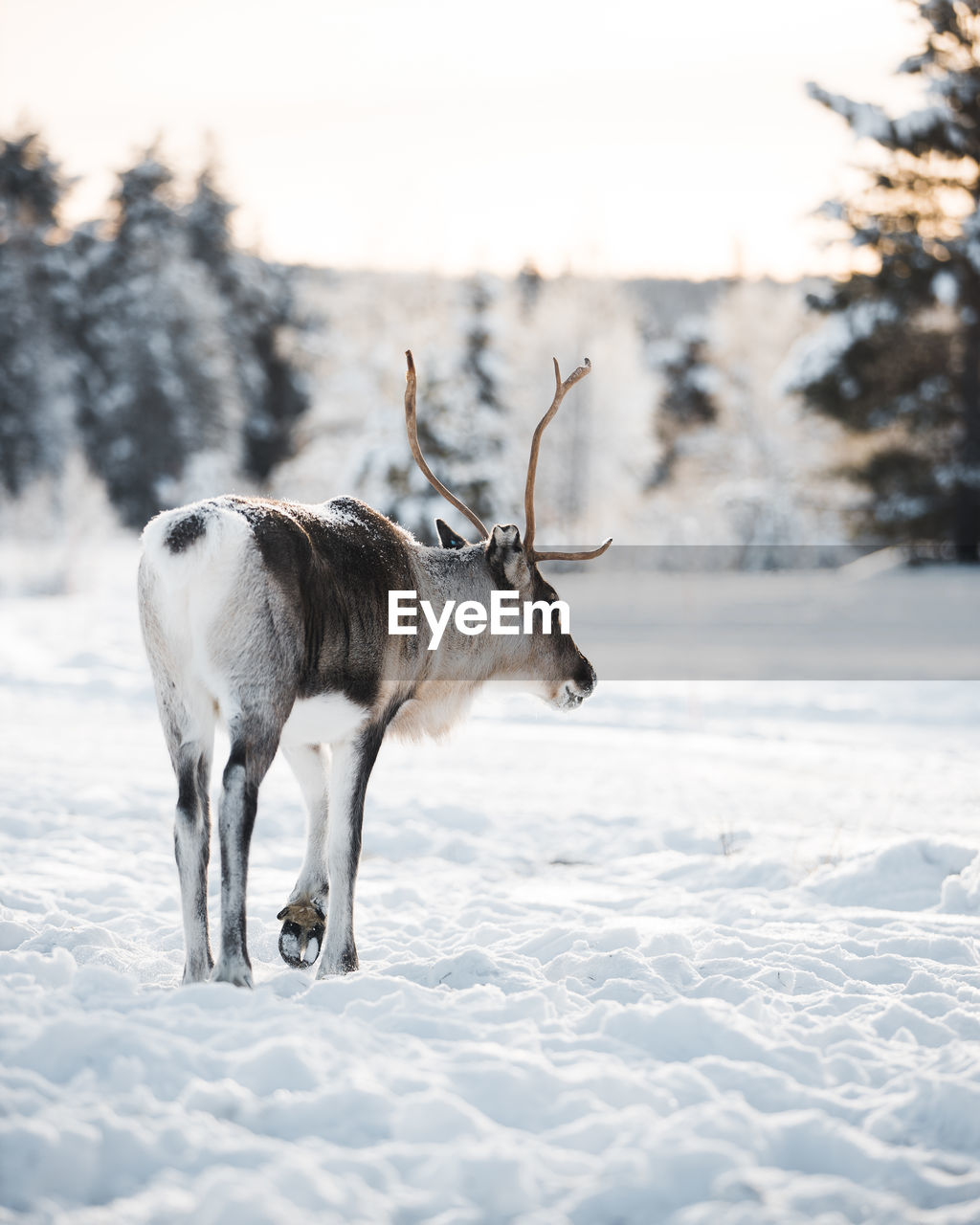 Rear view of reindeer standing in snow on field