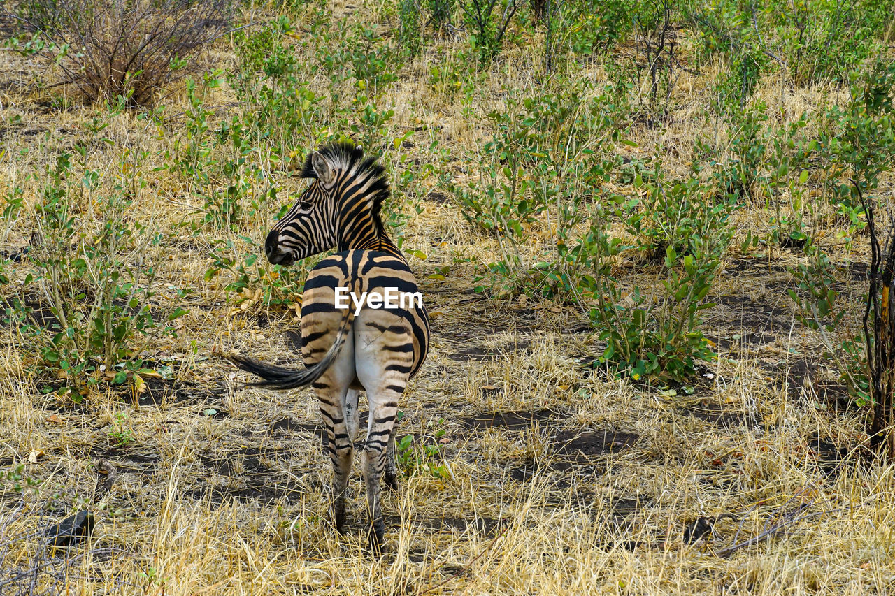 View of the back of a wild zebra 