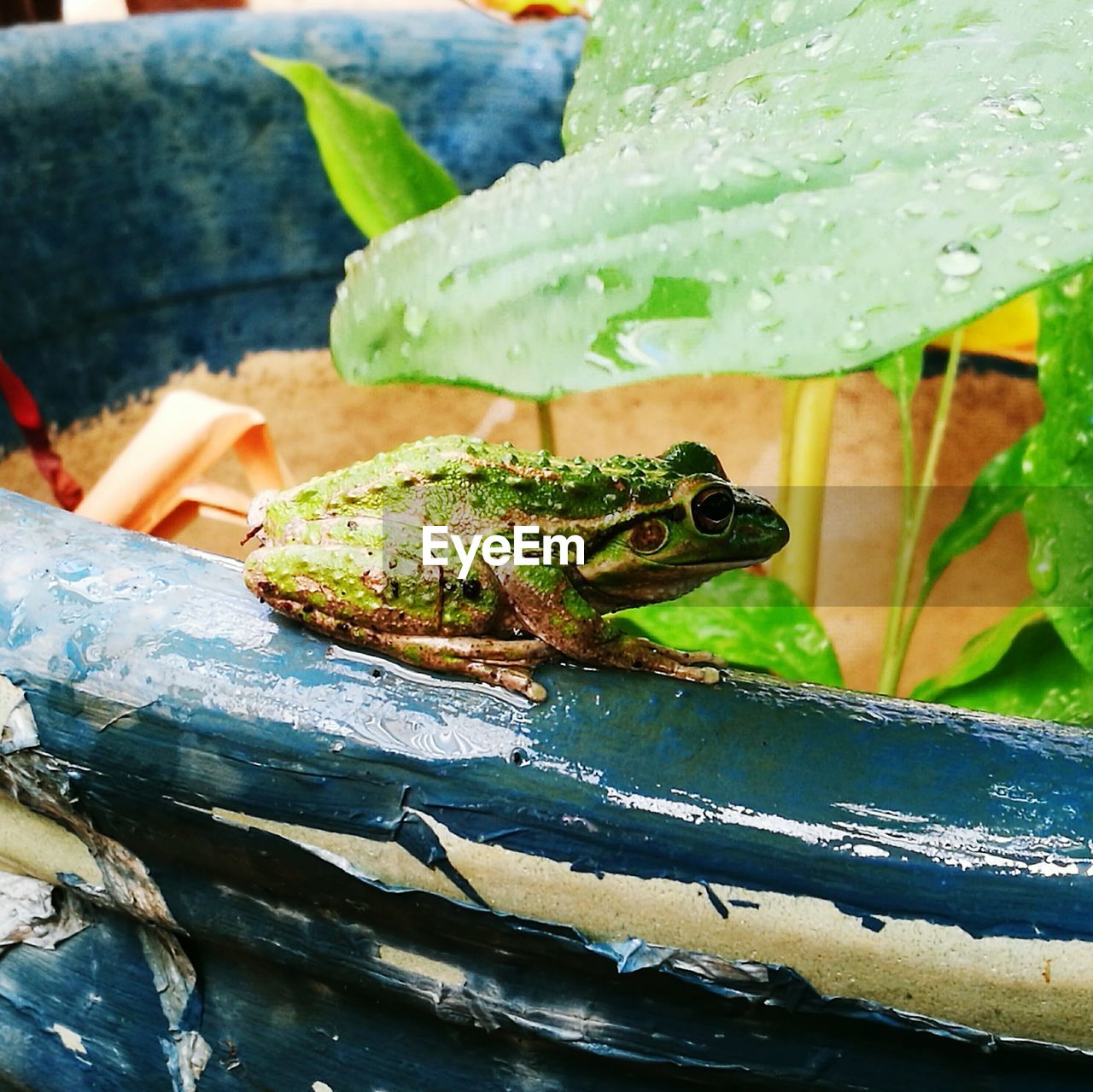 CLOSE-UP OF INSECT ON PLANTS