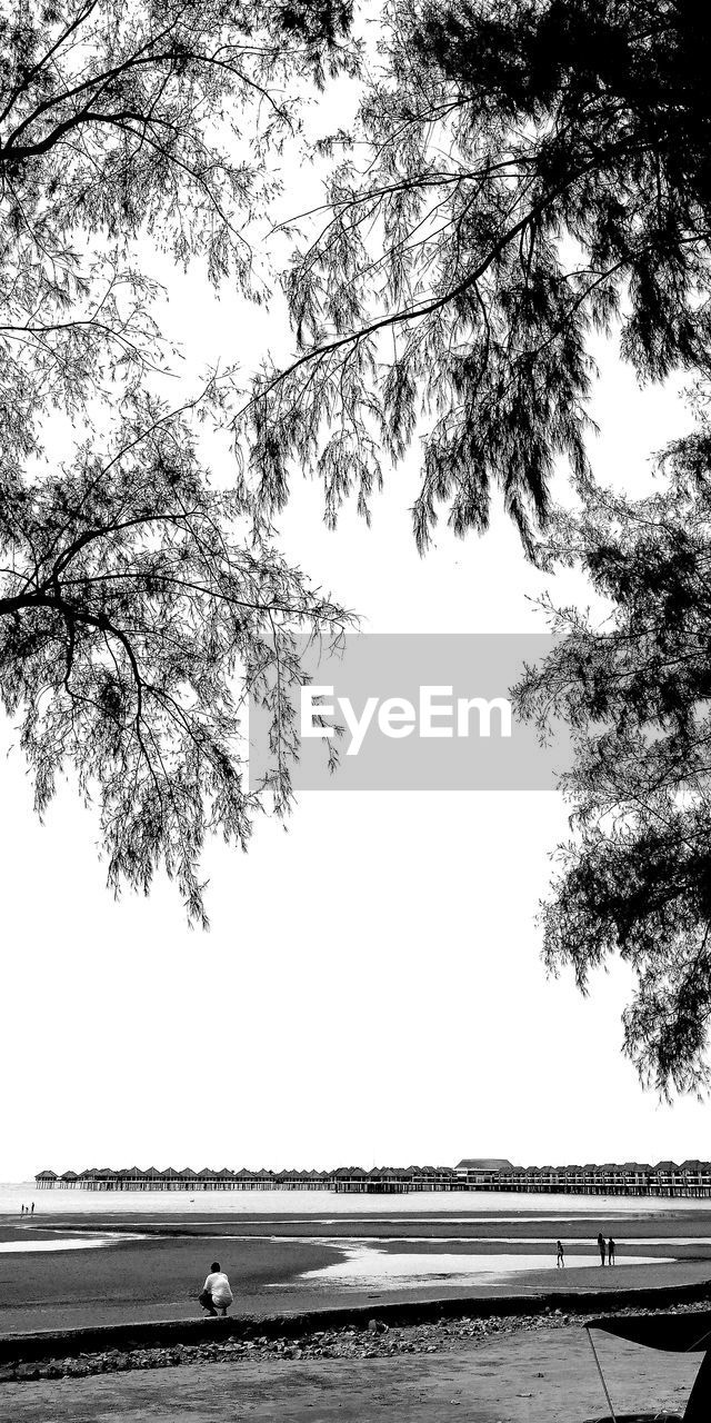 SCENIC VIEW OF TREES AGAINST CLEAR SKY