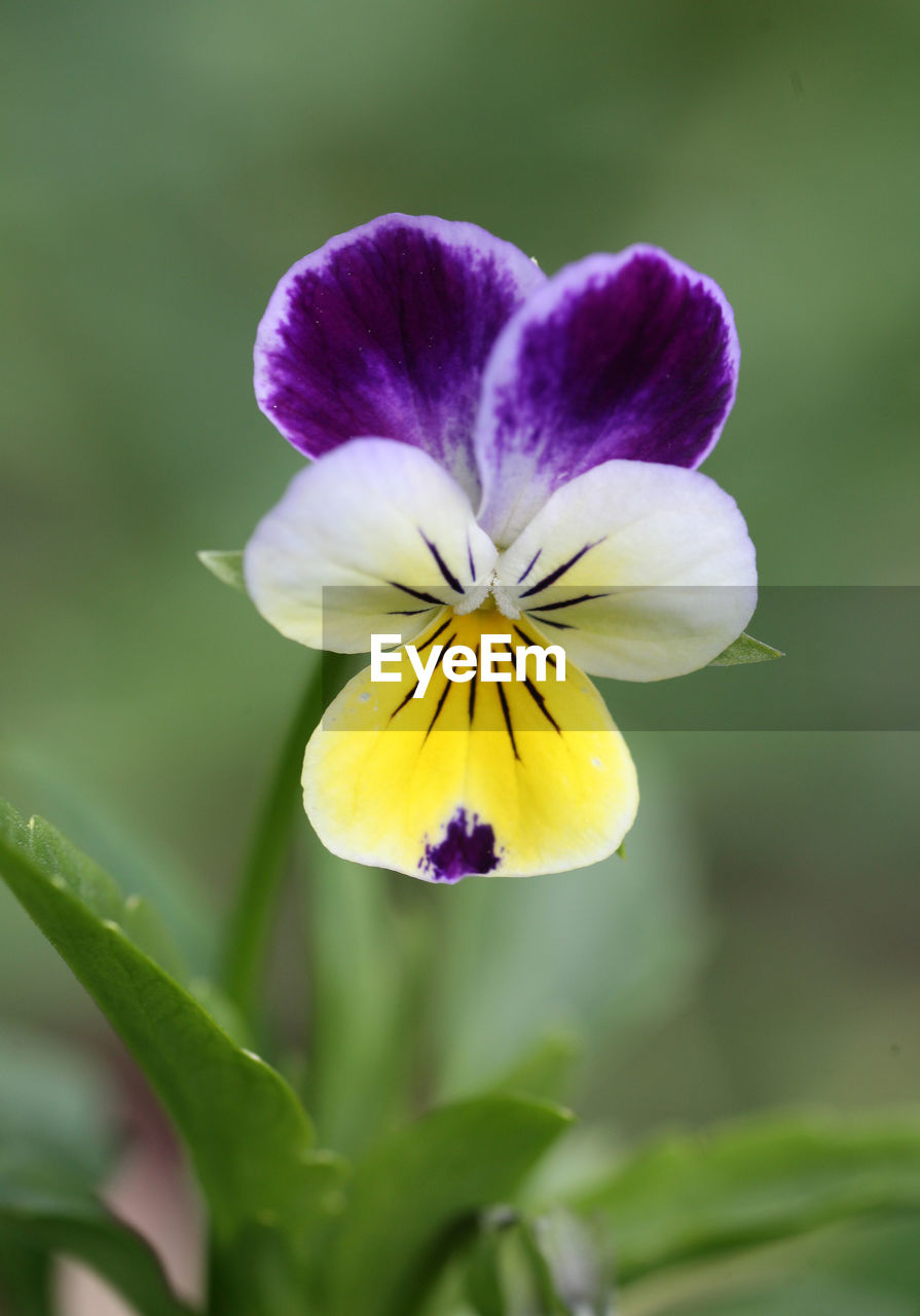 Close-up of purple flower
