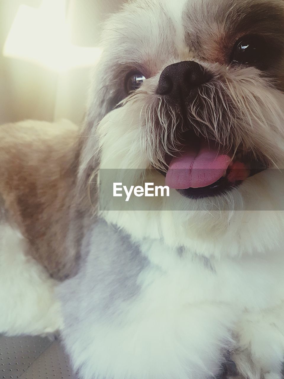 CLOSE-UP PORTRAIT OF DOG STICKING OUT TONGUE