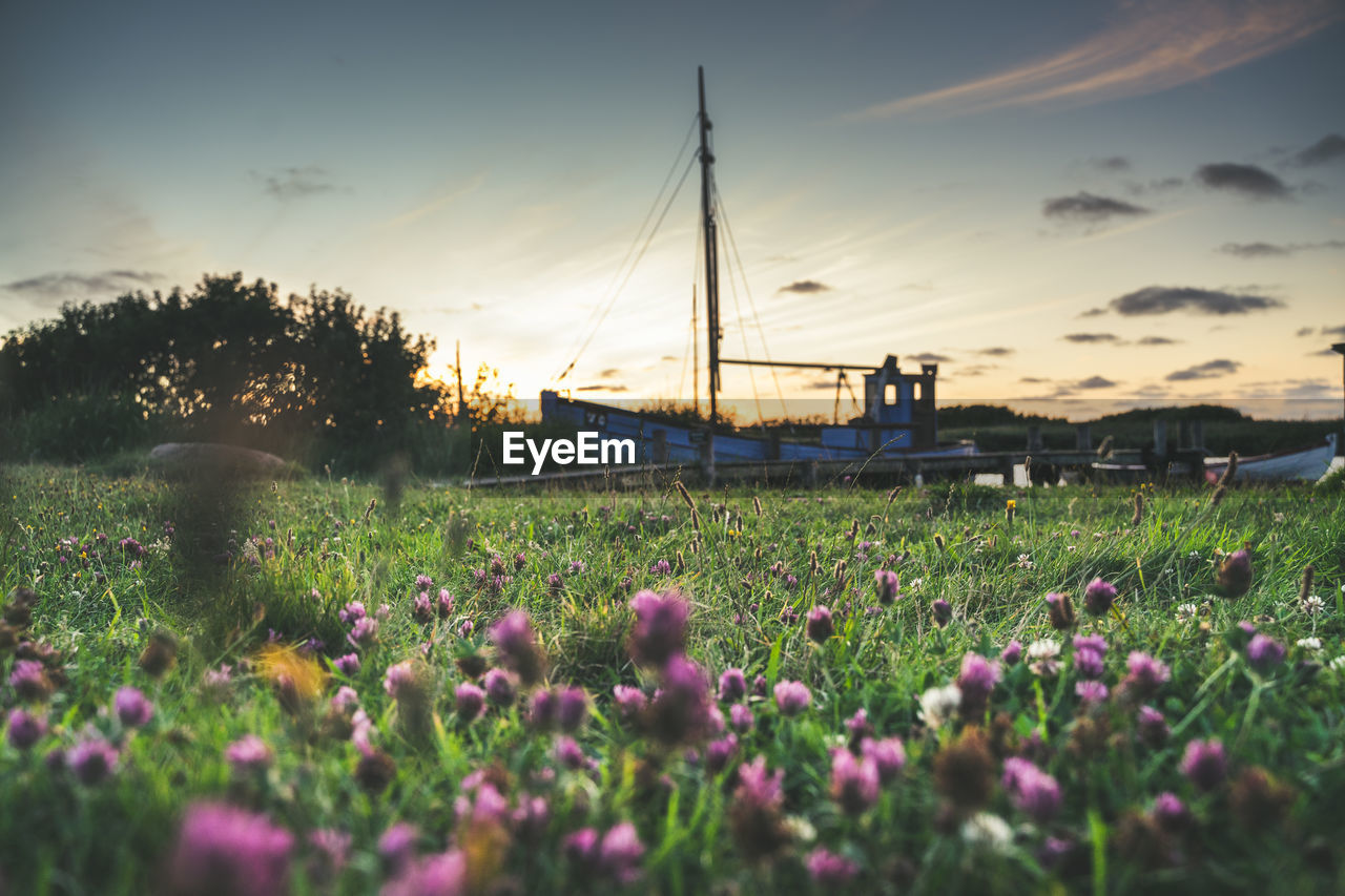 Flowers and boat and sunset 