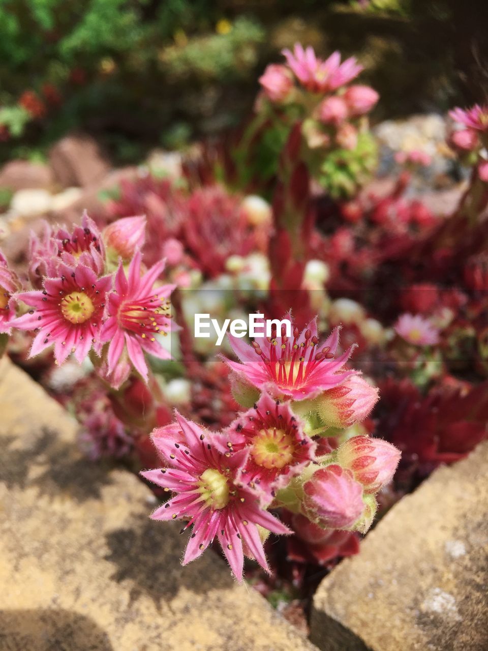 Close-up of pink flowers