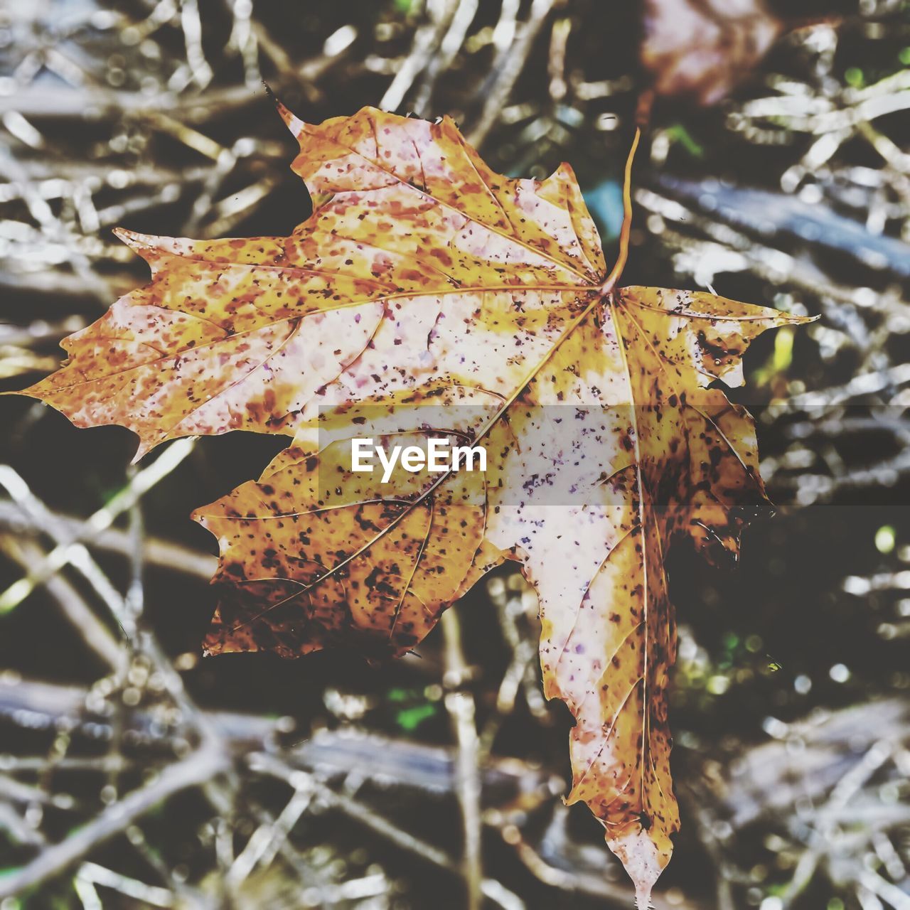 Close-up of dry autumn leaf