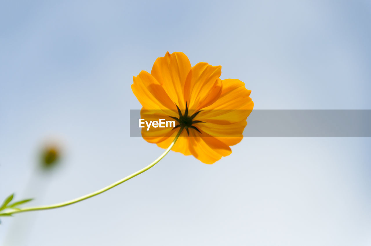 Close-up of yellow cosmos flower against clear sky