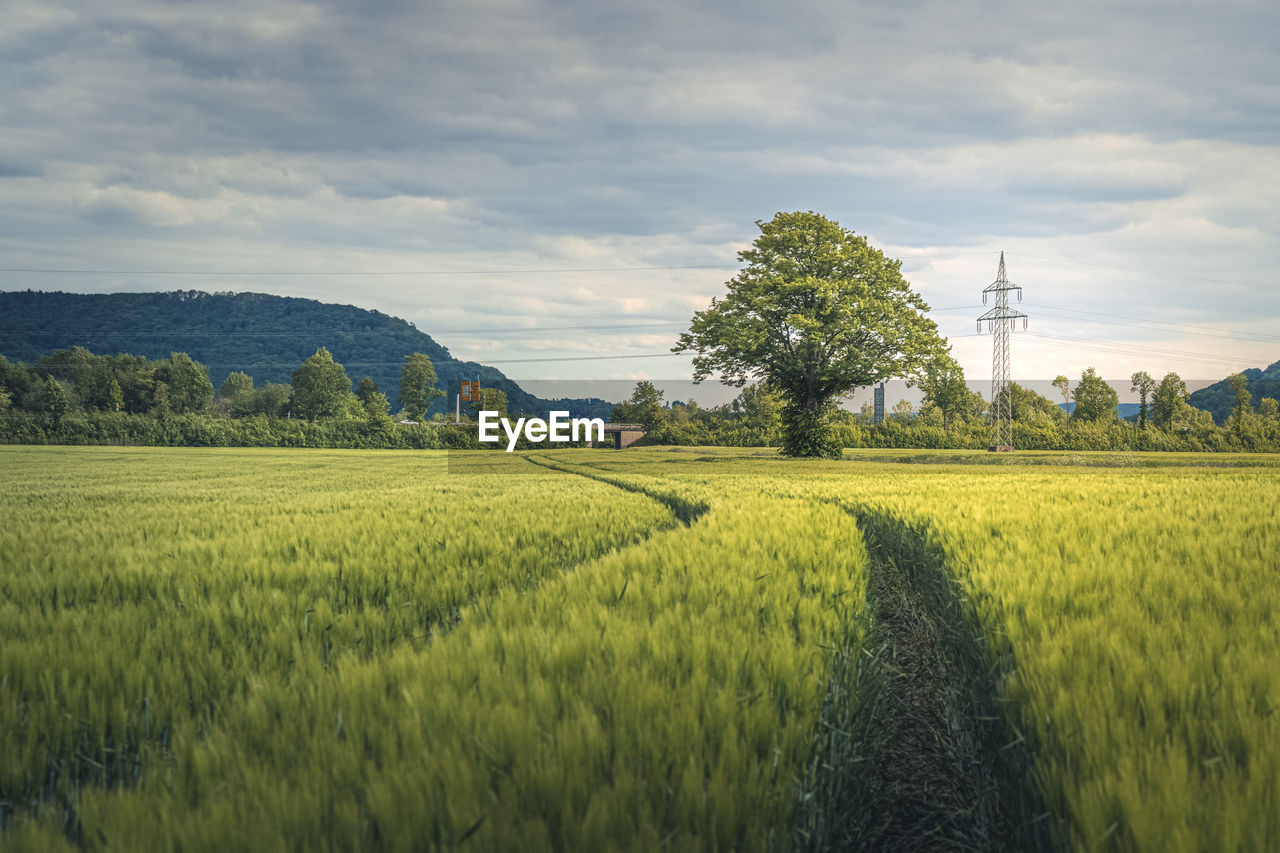 Scenic view of agricultural field against sky