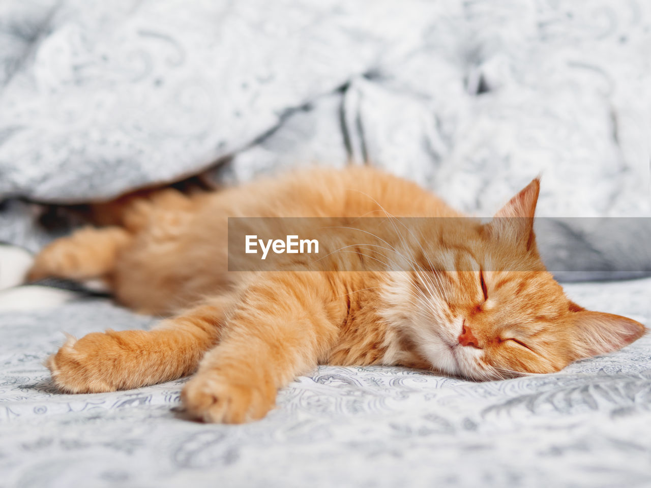 Cute ginger cat sleeps in bed. fluffy pet has a nap with pleasure. cozy morning bedtime.