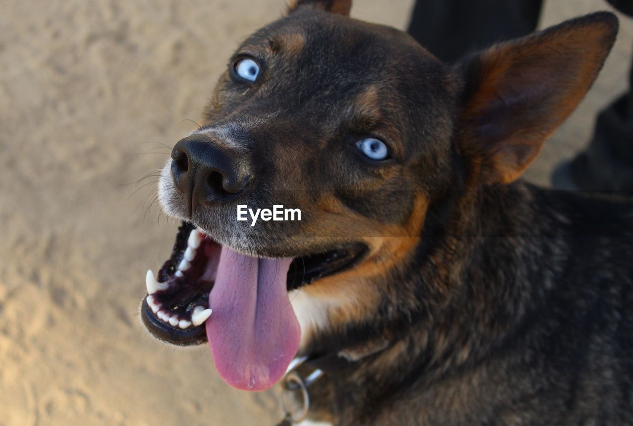 Close-up of dog looking away