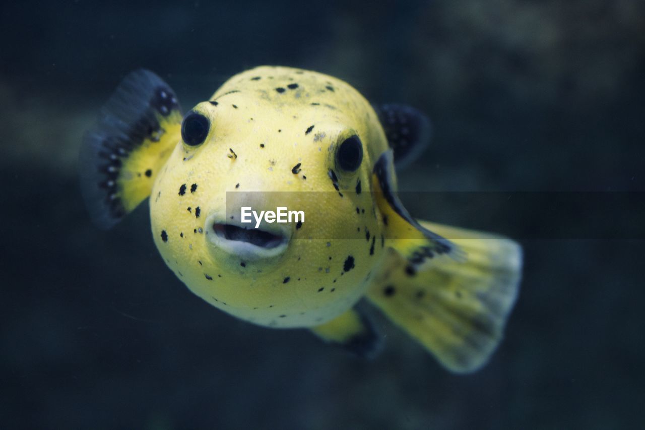 Close-up of a yellow puffer fish