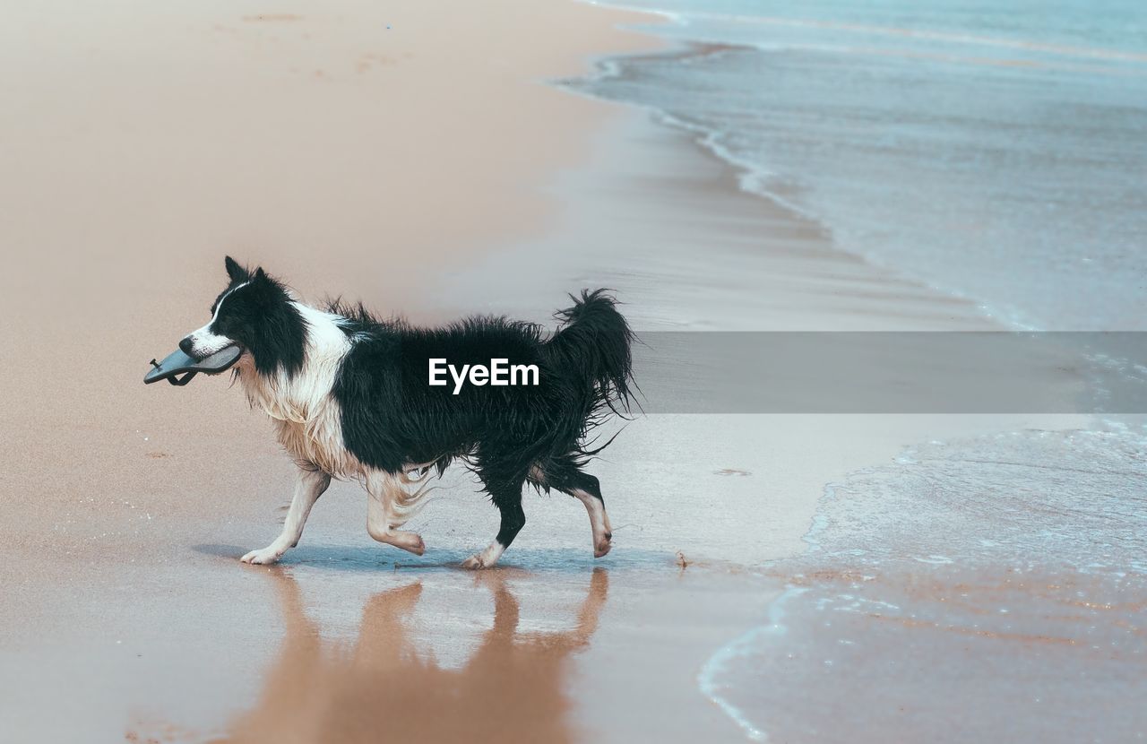 Dog walking on sand at beach