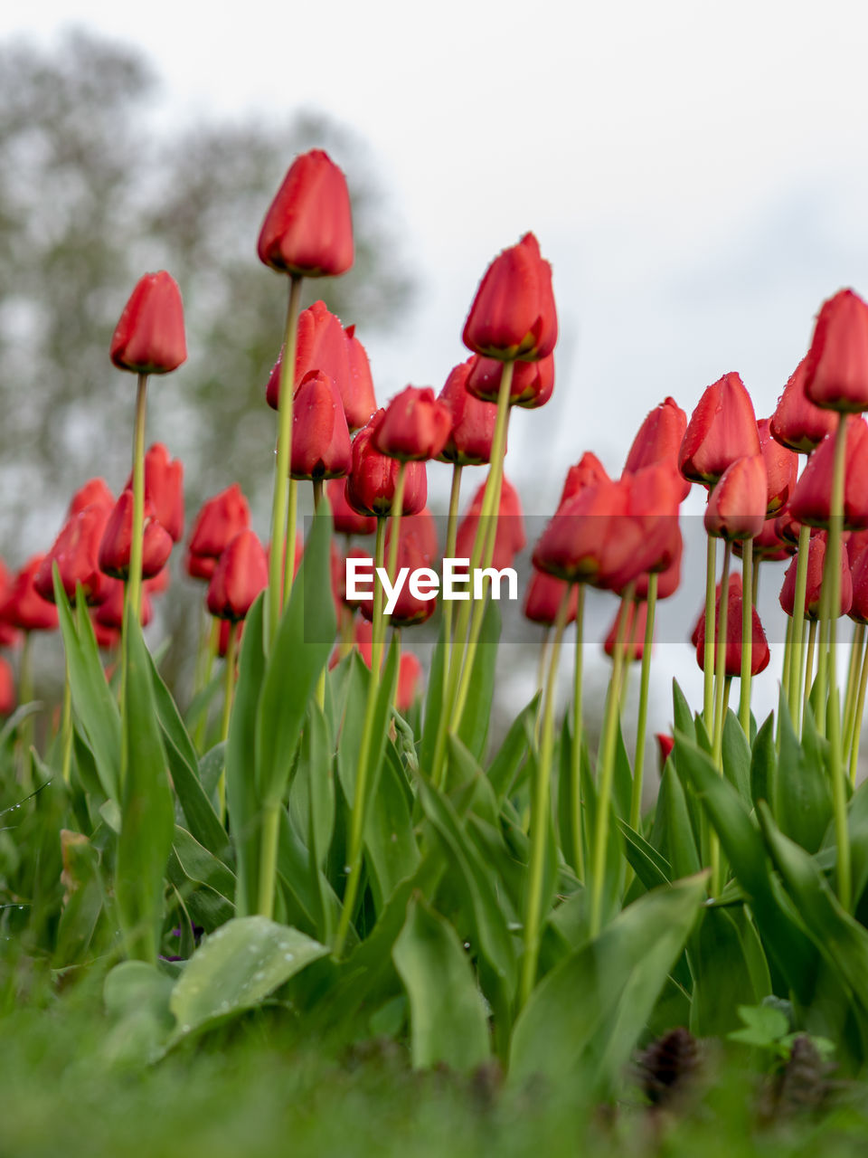 Landscape with bright red tulips in the garden after the rain