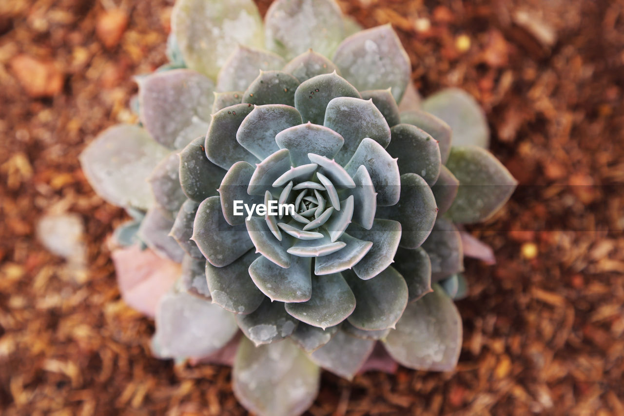 HIGH ANGLE VIEW OF WHITE ROSE ON LAND