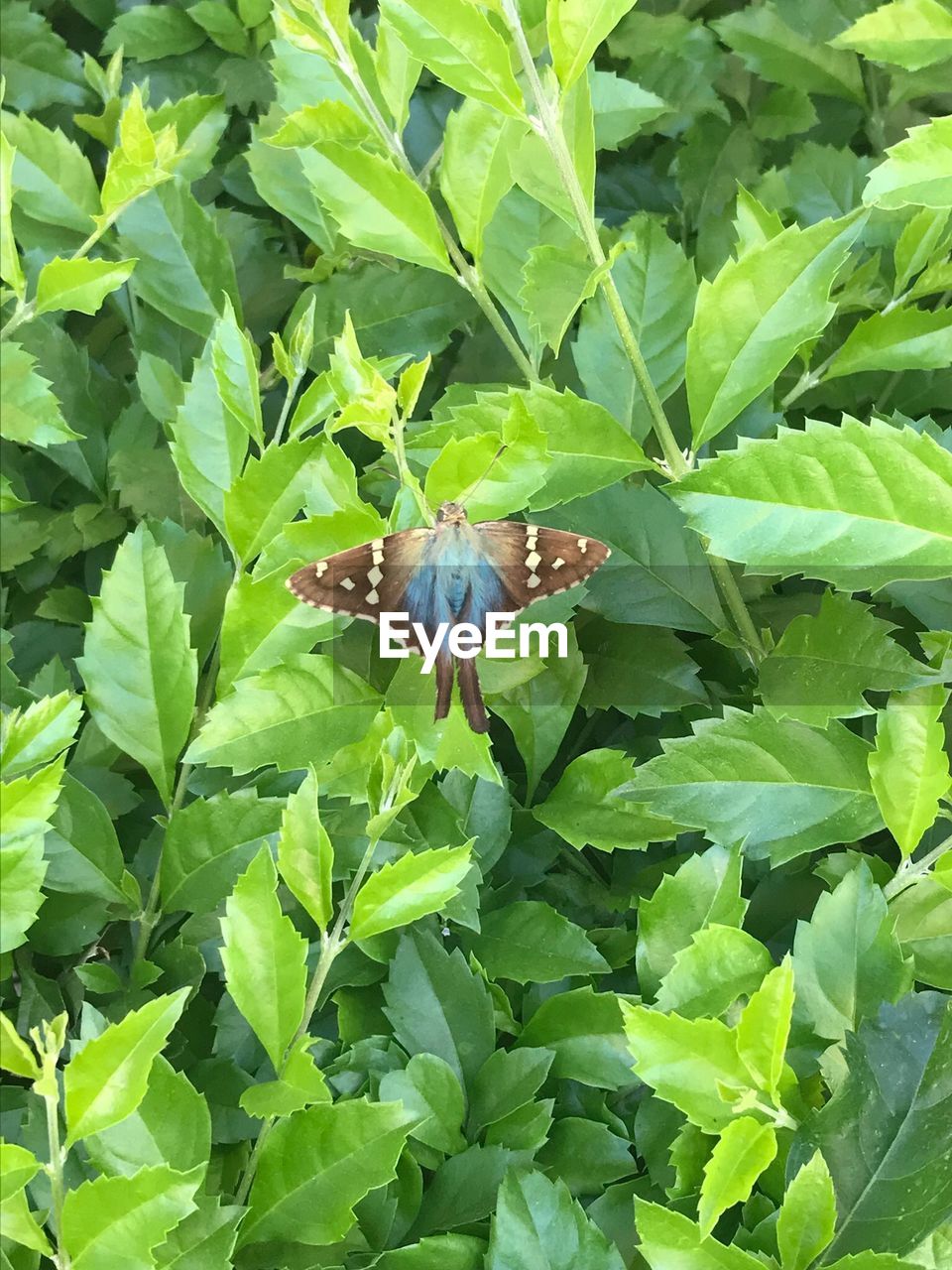 CLOSE-UP OF BUTTERFLY ON LEAF