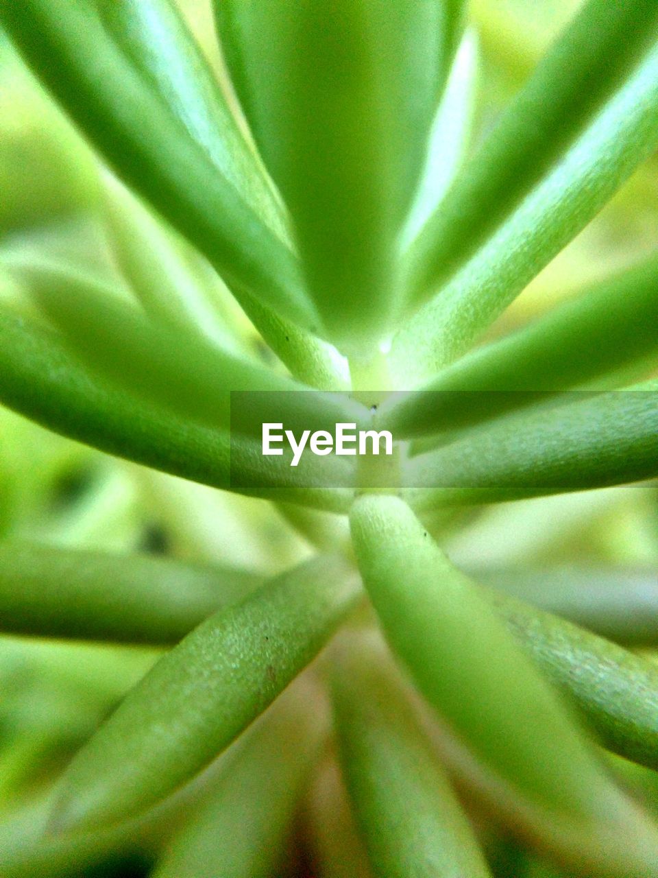 Macro shot of leaf