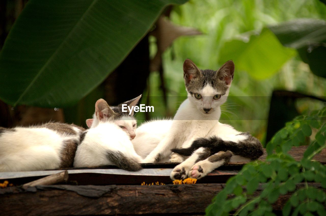 CLOSE-UP OF CAT SITTING OUTDOORS