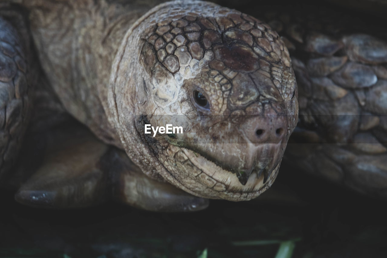 CLOSE-UP OF A TURTLE