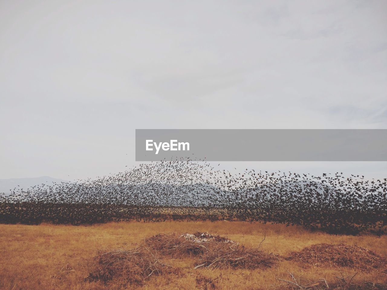 Flock of birds flying over field against sky