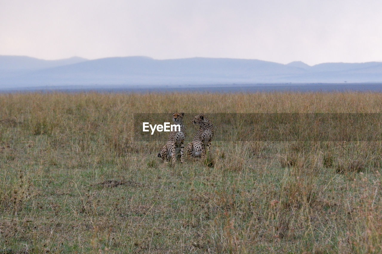 Pair of cheetahs in the grass in the maasai mara, kenya