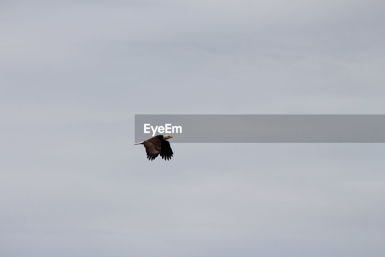 LOW ANGLE VIEW OF EAGLE FLYING AGAINST SKY