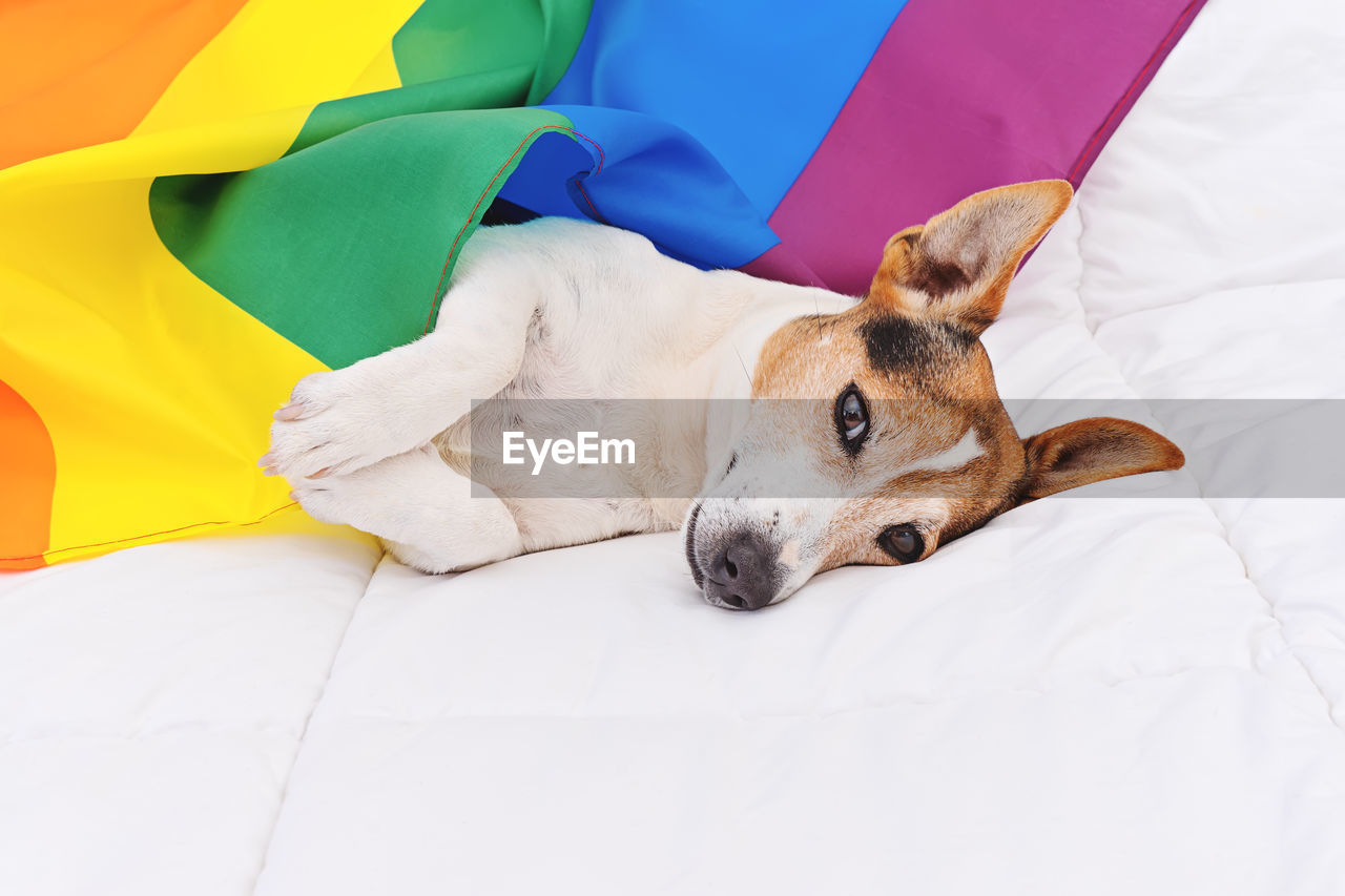 High angle view of dog resting on bed