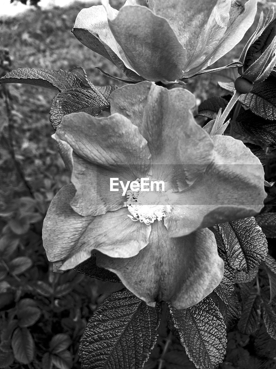 MACRO SHOT OF FLOWER GROWING ON PLANT