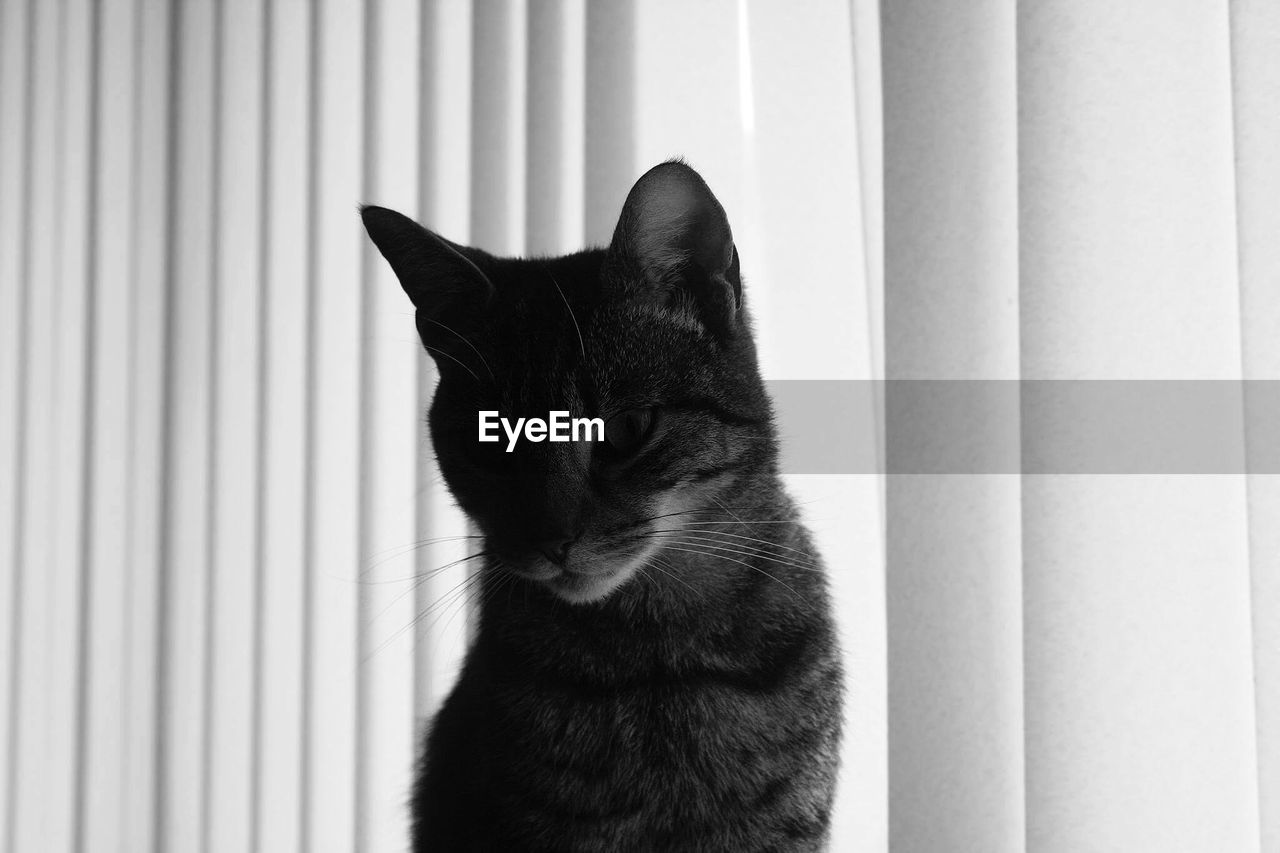 Close-up of cat sitting by window blinds