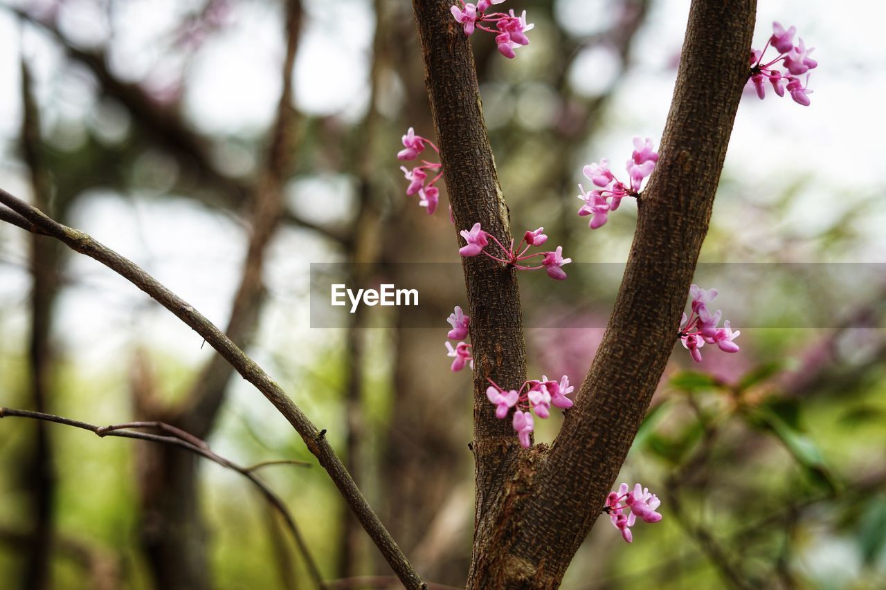 CLOSE-UP OF PINK FLOWERING PLANTS