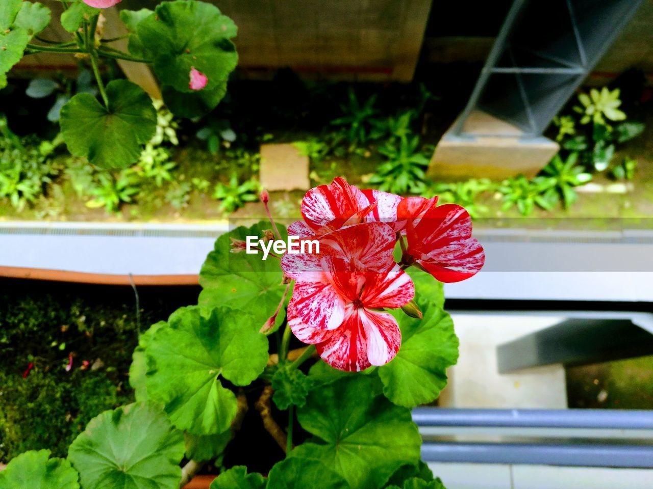 Flower Leaf Plant Nature Day Fragility Freshness Flower Head Top View High Angle View Red Flower Red Color Green Color Red Green