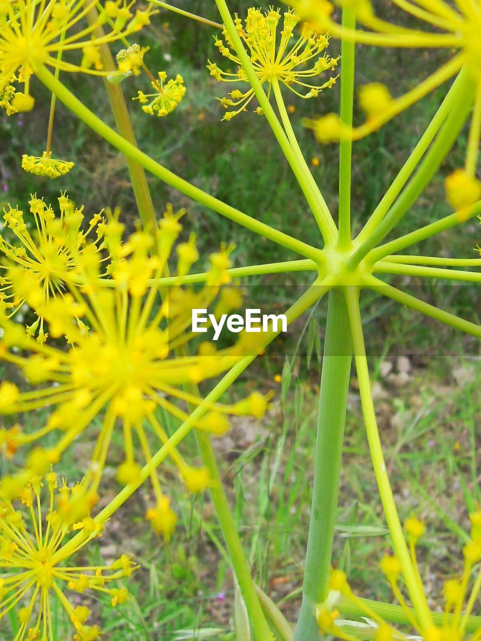 CLOSE-UP OF YELLOW FLOWERS BLOOMING IN FIELD