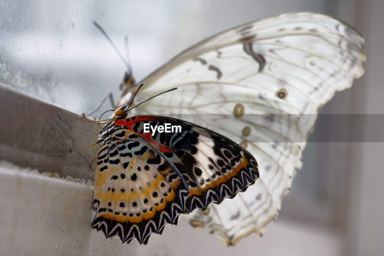 BUTTERFLY ON LEAF