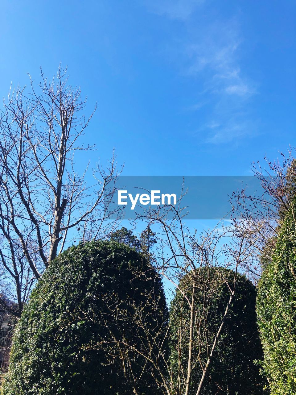 LOW ANGLE VIEW OF TREES AGAINST SKY