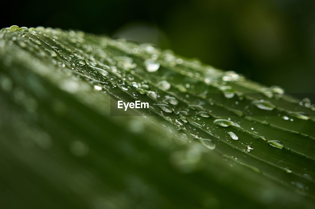 close-up of water drops on leaves