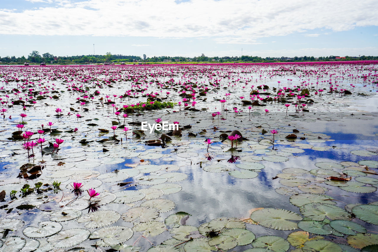 PINK WATER LILY IN LAKE AGAINST SKY