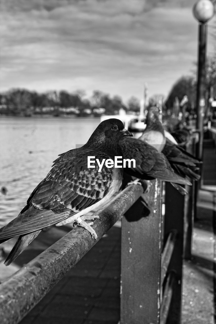 BIRD PERCHING ON RAILING AGAINST SKY
