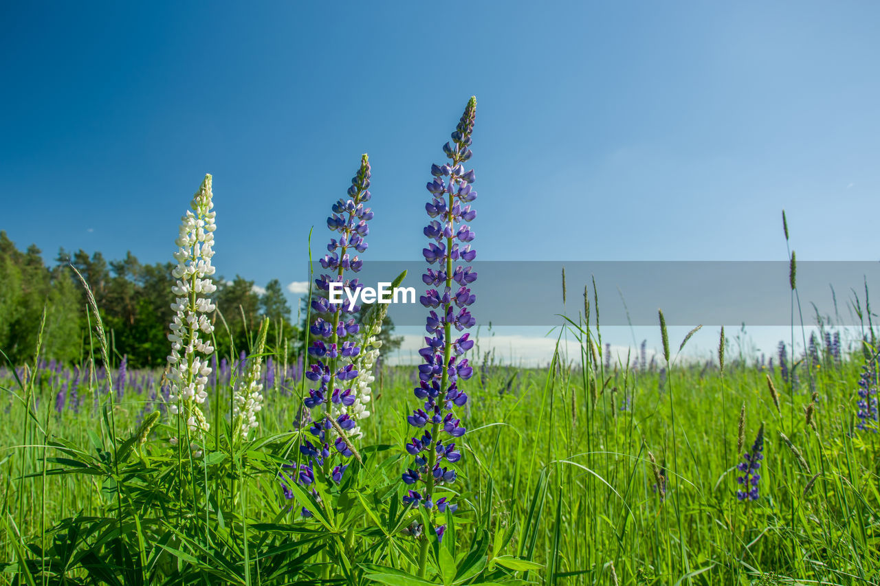 Purple flowering plants on field against blue sky