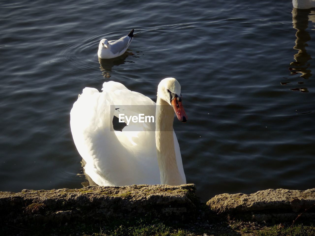 SWANS IN LAKE